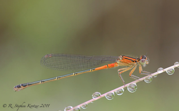 Ischnura verticalis, female